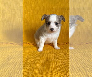 Chiranian Dogs for adoption in Grafton, WI, USA