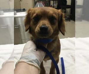 Dachshund Dogs for adoption in Riverside, CA, USA