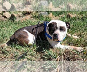 Bulldog Dogs for adoption in Bon Carbo, CO, USA