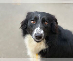 Border Collie Dogs for adoption in Tulsa, OK, USA
