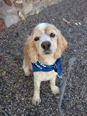 Cocker Spaniel Dogs for adoption in Canutillo, TX, USA