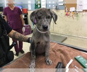 Doberman Pinscher-Unknown Mix Dogs for adoption in Riverside, CA, USA