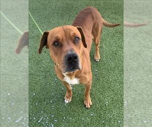 Labrador Retriever-Unknown Mix Dogs for adoption in Fayetteville, NC, USA