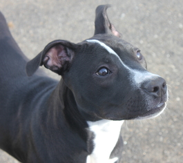 American Pit Bull Terrier-Unknown Mix Dogs for adoption in Clayton, NJ, USA