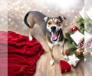 Mutt Dogs for adoption in Vail, AZ, USA