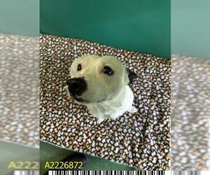 Staffordshire Bull Terrier Dogs for adoption in West Palm Beach, FL, USA