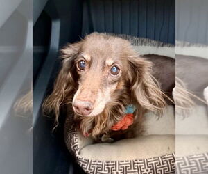 Dachshund Dogs for adoption in Fruitland, SC, USA