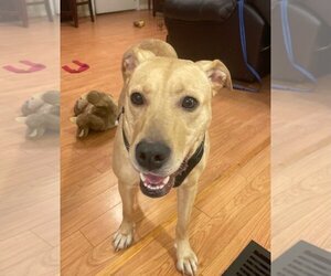 Labrador Retriever-Unknown Mix Dogs for adoption in Chester, VA, USA