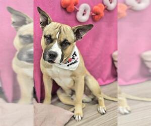 American Pit Bull Terrier-Unknown Mix Dogs for adoption in Baytown, TX, USA