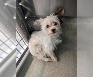 Mutt Dogs for adoption in San Martin, CA, USA