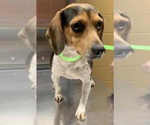 Beagle Dogs for adoption in Rockaway, NJ, USA