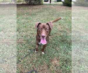 Mutt Dogs for adoption in Candler, NC, USA