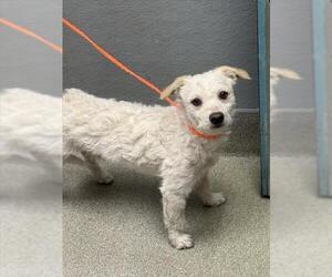 Mutt Dogs for adoption in Las Vegas, NV, USA