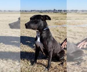 Labrador Retriever-Unknown Mix Dogs for adoption in Natchitoches, LA, USA
