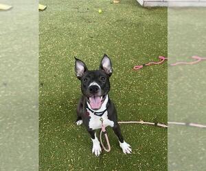 American Pit Bull Terrier Dogs for adoption in Boston, MA, USA