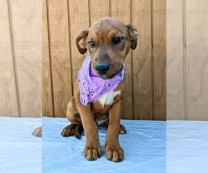 Labbe Dogs for adoption in Mt. Laurel, NJ, USA