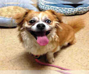 Tibetan Spaniel-Unknown Mix Dogs for adoption in Alameda, CA, USA