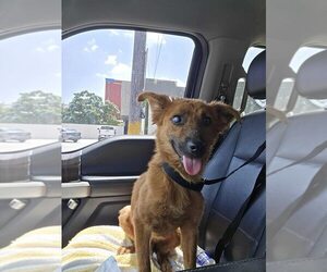 Border Collie-Unknown Mix Dogs for adoption in New York, NY, USA