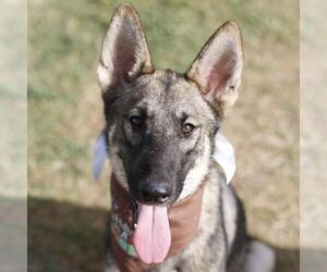 German Shepherd Dog-Unknown Mix Dogs for adoption in San Antonio, TX, USA