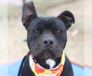 American Staffordshire Terrier-Unknown Mix Dogs for adoption in San Antonio, TX, USA