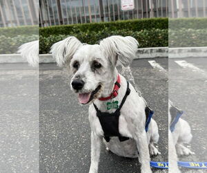 Poodle (Miniature)-Unknown Mix Dogs for adoption in Mission Viejo, CA, USA