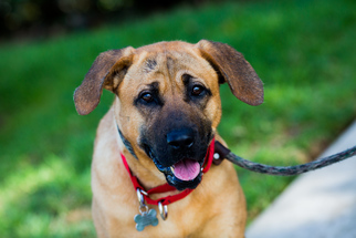 Mastiff-Unknown Mix Dogs for adoption in El Cajon, CA, USA