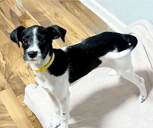 Rattle Dogs for adoption in Genesee, WI, USA