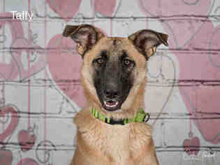 Medium Photo #1 German Shepherd Dog-Unknown Mix Puppy For Sale in Santa Fe, NM, USA