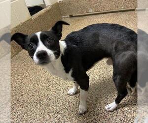 Chihuahua Dogs for adoption in Springfield, MA, USA