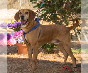 Redbone Coonhound Dogs for adoption in Aldie, VA, USA