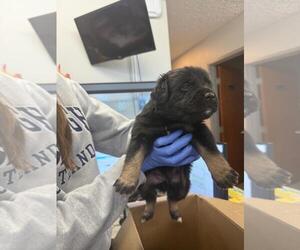 American Pit Bull Terrier-Unknown Mix Dogs for adoption in Woodland, CA, USA