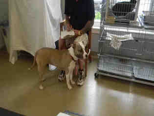 American Staffordshire Terrier Dogs for adoption in Easton, MD, USA