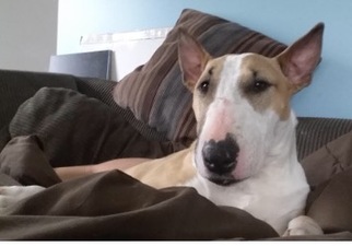 Bull Terrier Dogs for adoption in Livonia, MI, USA