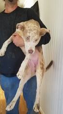 Catahoula Leopard Dog Dogs for adoption in Midland, TX, USA