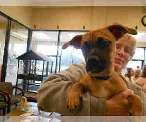 Boxer-Pug Mix Dogs for adoption in Ocala, FL, USA