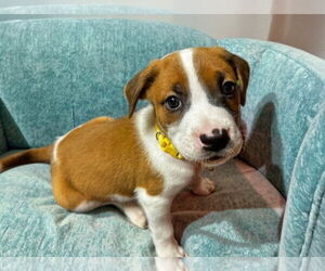 Boxer-Collie Mix Dogs for adoption in Forest, VA, USA