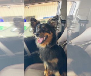 Australian Shepherd-Unknown Mix Dogs for adoption in Crystal, MN, USA