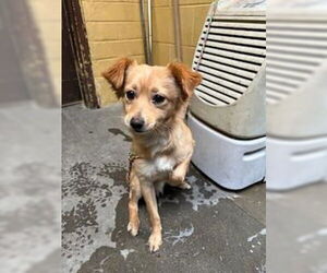 Chihuahua Dogs for adoption in Stockton, CA, USA