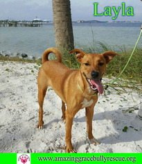 Golden Retriever Dogs for adoption in Pensacola, FL, USA