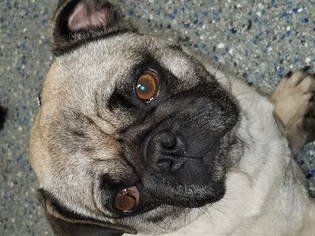 Pug Dogs for adoption in Lewistown, PA, USA
