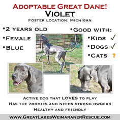 Great Dane Dogs for adoption in Grand Haven, MI, USA