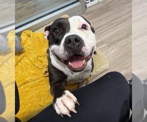 Mutt Dogs for adoption in Baytown, TX, USA