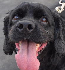 Cocker Spaniel Dogs for adoption in West Hollywood, CA, USA