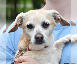 Dachsi Apso Dogs for adoption in Huntley, IL, USA