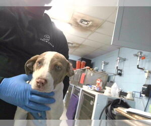 American Staffordshire Terrier-Unknown Mix Dogs for adoption in Tallahassee, FL, USA