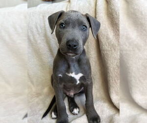 American Pit Bull Terrier-Labrador Retriever Mix Dogs for adoption in Dana Point, CA, USA