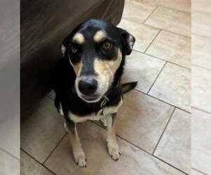 Siberian Husky-Unknown Mix Dogs for adoption in San Antonio, TX, USA