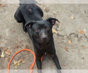 Mutt Dogs for adoption in Tulsa, OK, USA