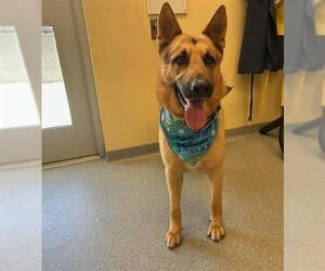 German Shepherd Dog Dogs for adoption in Orange, CA, USA