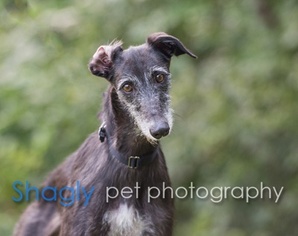 Greyhound-Unknown Mix Dogs for adoption in Dallas, TX, USA